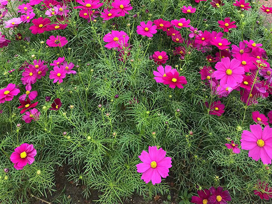 云浮摆租花草/永生花,大树收购,秉承专业,专一,专注,专心